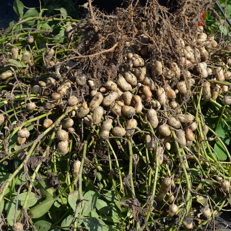 Heat can increase risk for certain diseases in peanut